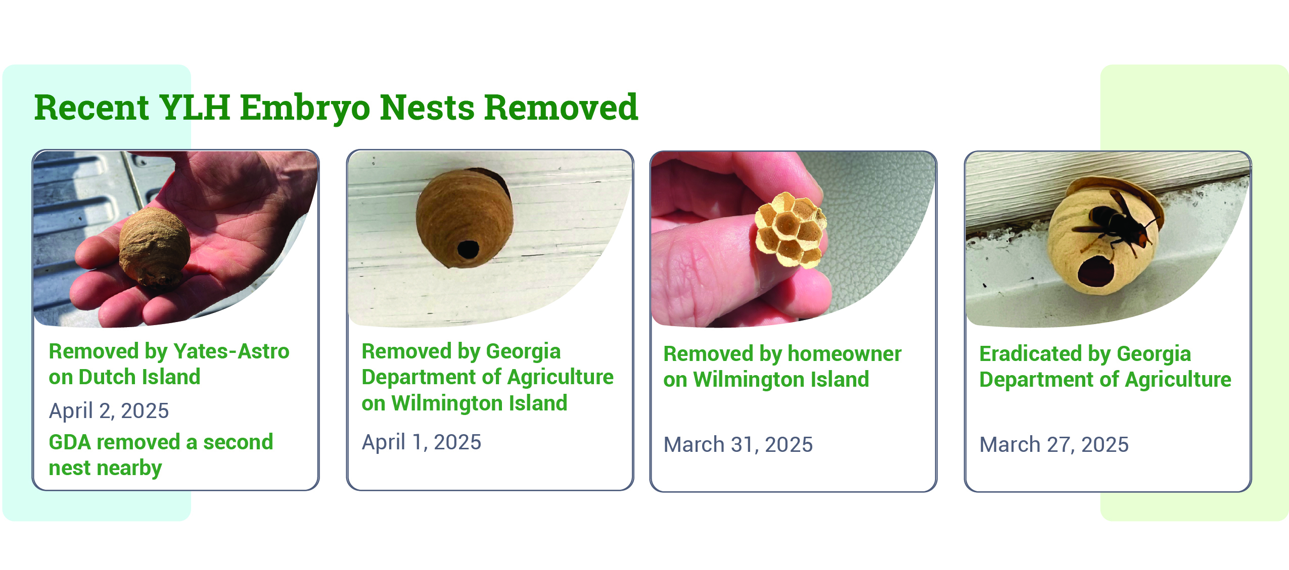 Recent YLH Embryo Nests Removed