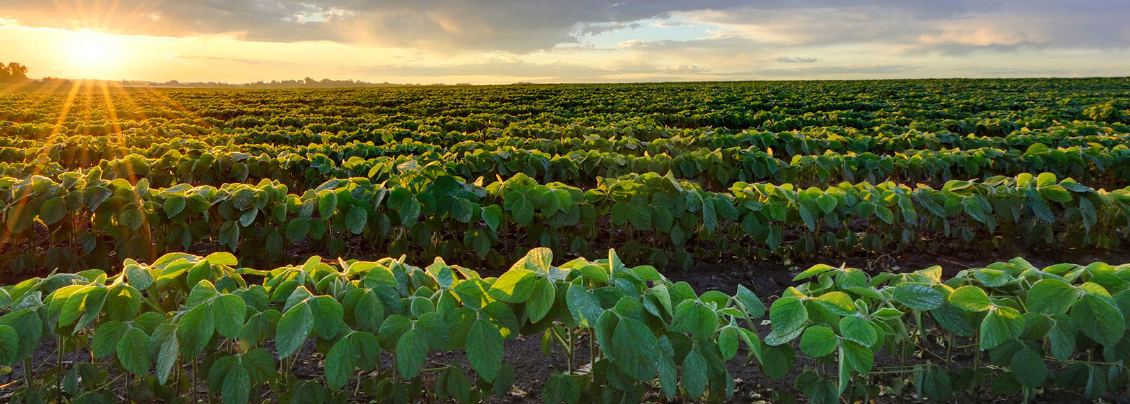 Field of Soybeans