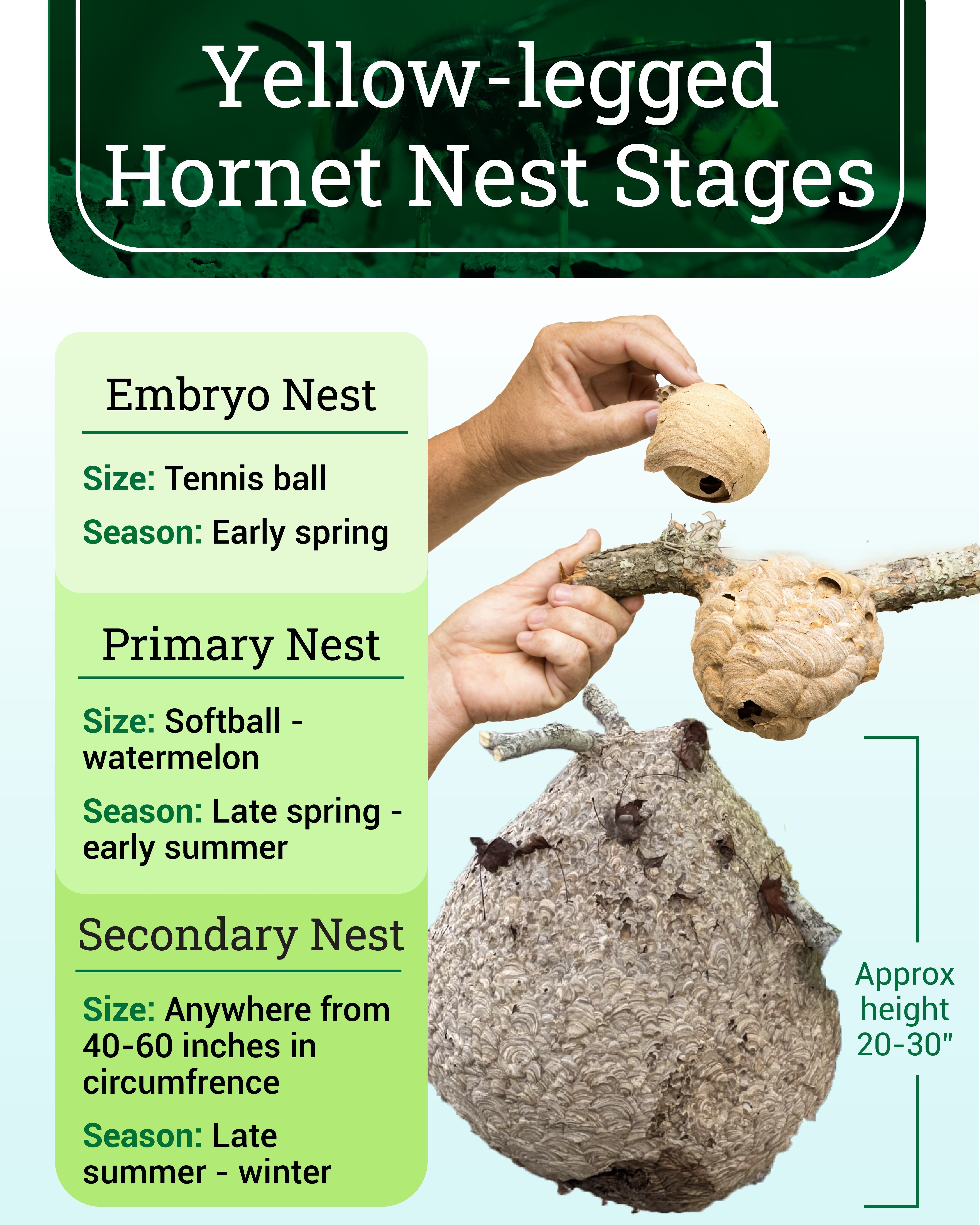 Yellow-legged Hornet Nest Stages Yellow-legged Hornet Nest Stages