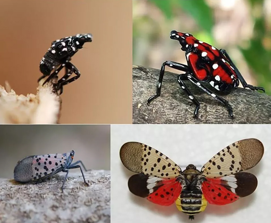 Spotted Lanternfly Spotted Lanternfly