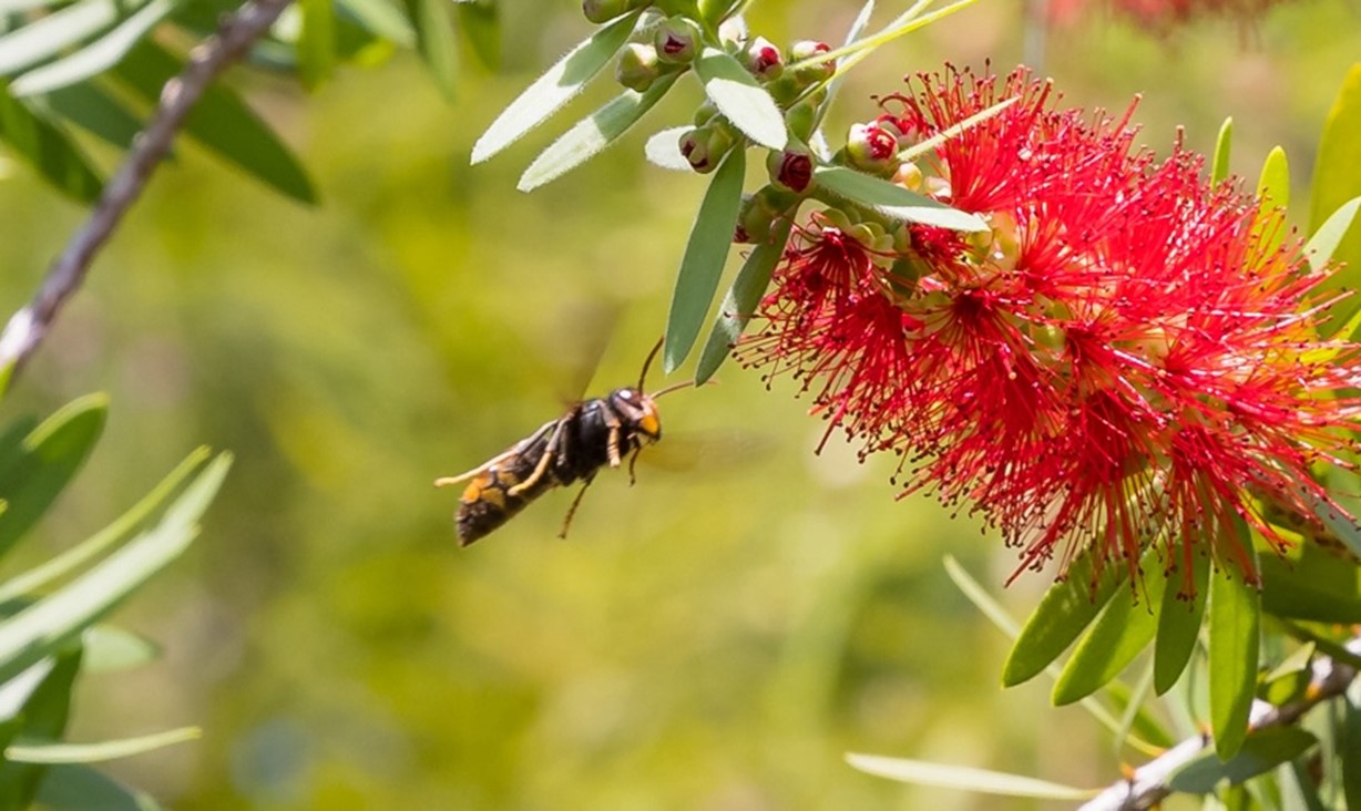 YLH picture17.jpg - Georgia Department of Agriculture Yellow-legged Hornet - Life Cycle