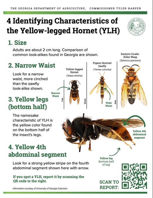 YLH picture18.png - Georgia Department of Agriculture Identifying Characteristics of the Yellow-legged Hornet