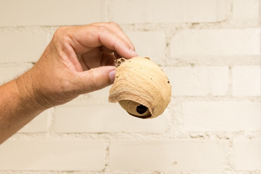 YLH picture20.jpg - Georgia Department of Agriculture Yellow-legged hornet Embryo nests