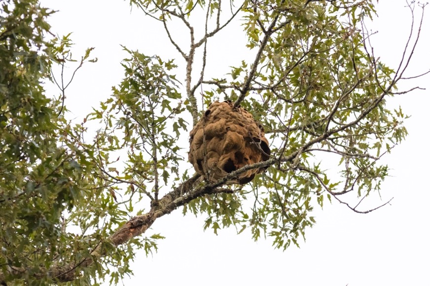 YLH picture22.jpg - Georgia Department of Agriculture Yellow-legged hornet Secondary nest