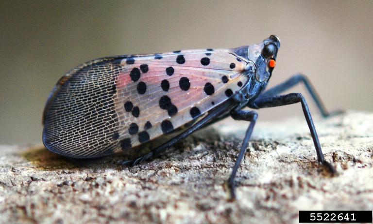 spotted-lanternfly-5522641-ppt.jpg