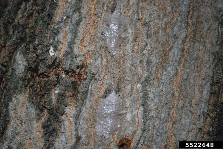 spotted-lanternfly-5522648-ppt.jpg