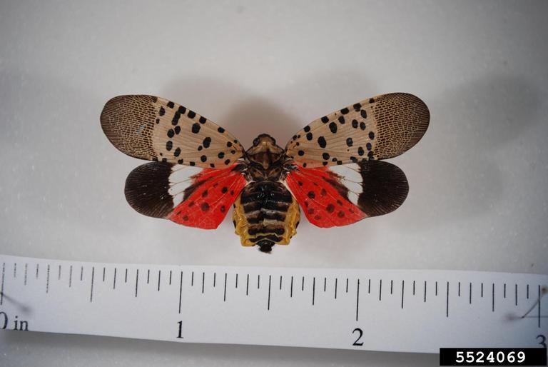 spotted-lanternfly-5524069-ppt.jpg