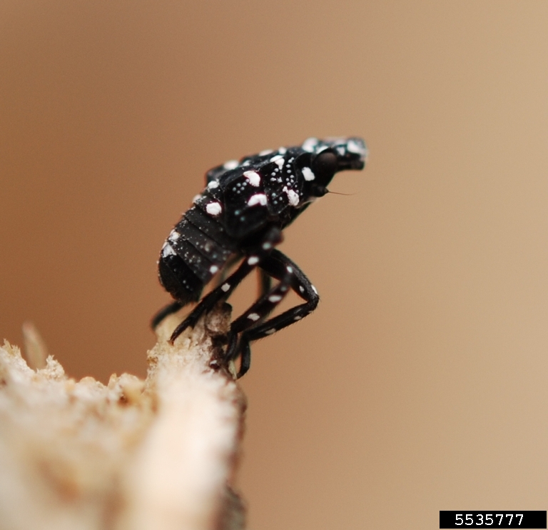 spotted-lanternfly-5535777-ppt.jpg
