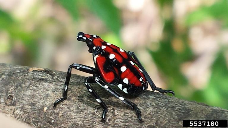 spotted-lanternfly-5537180-ppt.jpg