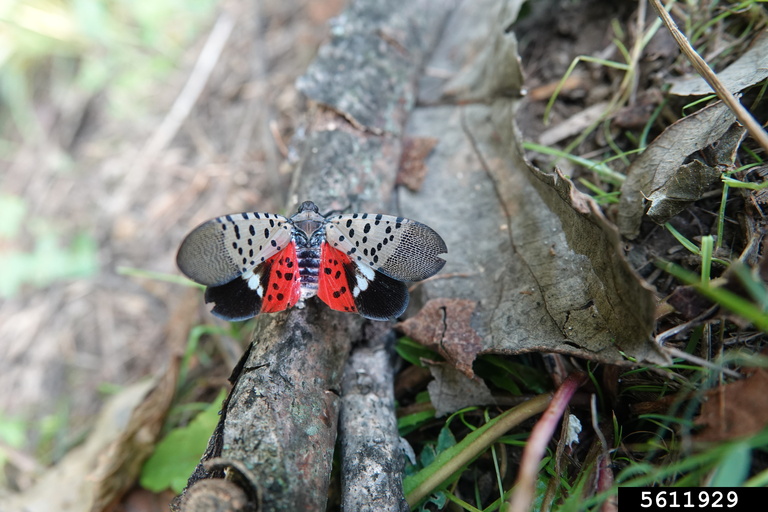 spotted-lanternfly-5611929-ppt.jpg