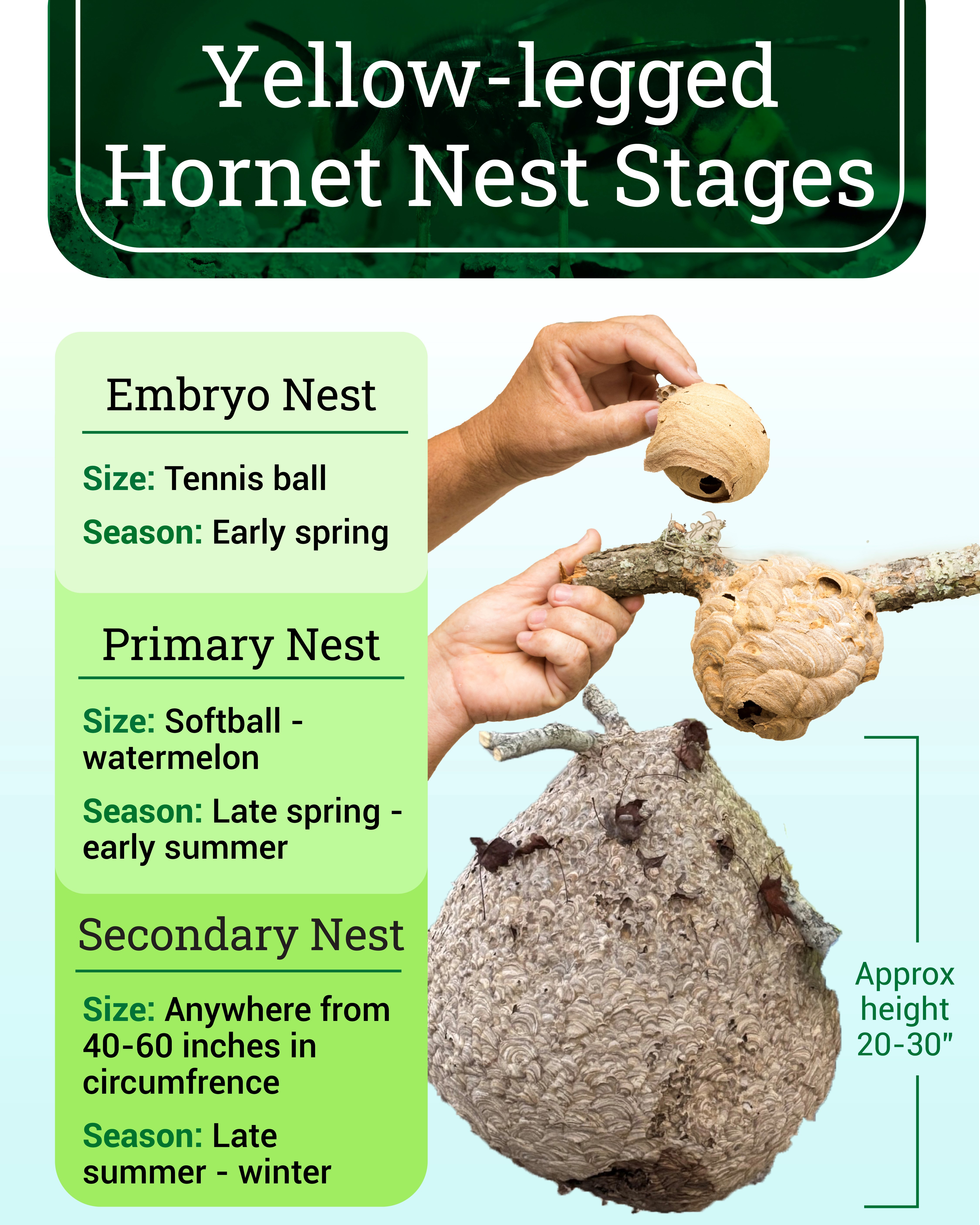 yellow-legged-hornet-nest-stages