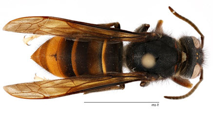 yellow-legged-hornet1-small yellow-legged-hornet1-small
