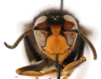 yellow-legged-hornet2-small yellow-legged-hornet2-small