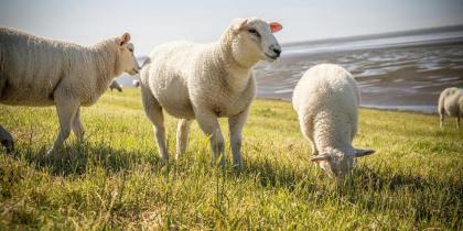 Close-Up Shot of Texel Sheep on Grass Field
