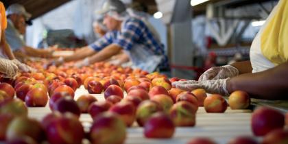 Sorting Nectarines