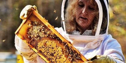 Honey Bees Hero Image