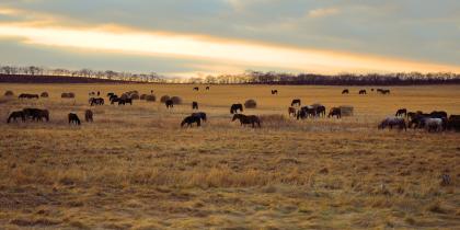 Horses / Equine Hero Image