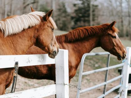 Two Horses in Paddock